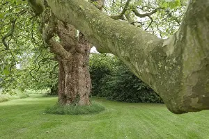 Plane: Oriental Plane Tree - West Lexham Gardens Norfolk