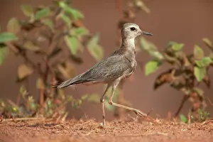 Veredus: Oriental Plover