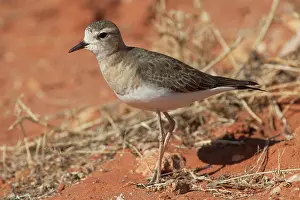 Plovers: Oriental Plover