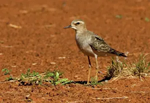 Veredus: Oriental Plover - A migrant from Mongolia and Russia