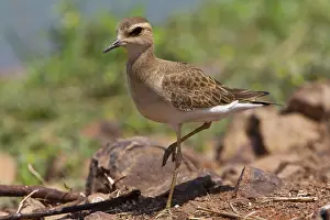 Dotterel: Oriental Plover / Oriental Dotterel