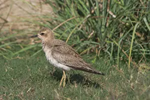 Dotterel: Oriental Plover / Oriental Dotterel / Eastern Sand
