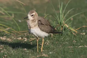 Dotterel: Oriental Plover / Oriental Dotterel / Eastern Sand