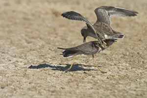 Dotterel: Oriental Plover / Oriental Dotterel / Eastern Sand