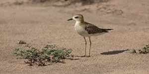 Plovers: Oriental Plover - on the Peppimenarti floodplain