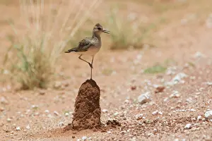 Plovers: Oriental Plover - standing on termite mound