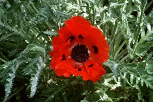 Poppies: ORIENTAL POPPY