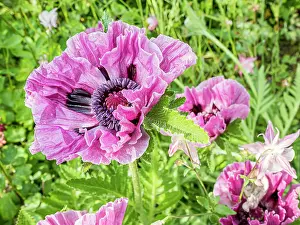 Papaver: Oriental poppy (Papaver orientale) Bolero