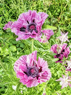 Papaver: Oriental poppy (Papaver orientale) Bolero