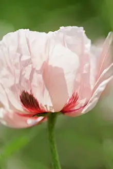 Morris: Oriental poppy, Papaver orientale Cedric Morris