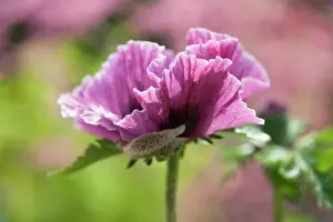 Plum: Oriental poppy, Papaver orientale Patty's Plum
