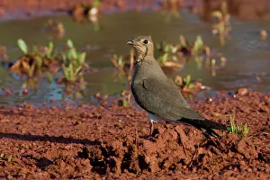 Glareola: Oriental Pratincole