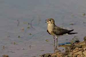 Glareola: Oriental Pratincole