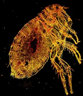 Flea: Oriental Rat Flea