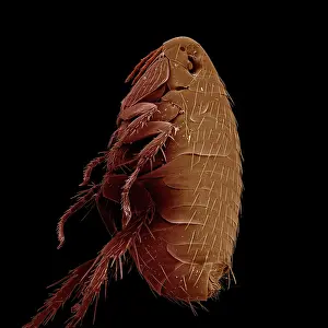 Flea: Oriental Rat Flea