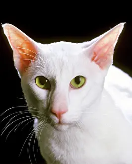 Orientals: Oriental Shorthair Cat - white