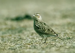 Larks: Oriental Skylark