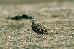 Skylarks: Oriental Skylark - camouflagued against ground