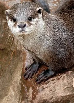 Clawed: Oriental Small-Clawed Otter