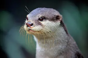 Clawed: Oriental small clawed Otter, adult, captive, Adelaide