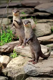 Clawed: Oriental small clawed Otter, adult, captive, Adelaide