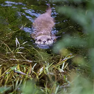 Clawed: Oriental small clawed otter (Aonyx cinerea), captive