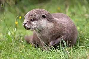 Clawed: Oriental small clawed otter (Aonyx cinerea), captive