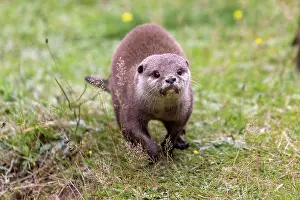 Clawed: Oriental small clawed otter (Aonyx cinerea), captive