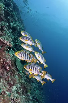 Sweetlips: Oriental Sweetlips