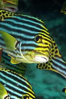Sweetlips: Oriental Sweetlips
