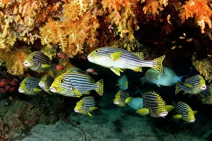 Sweetlips: Oriental Sweetlips