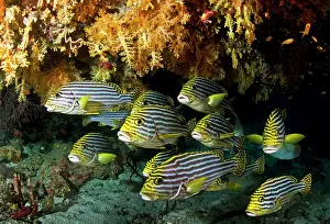 Sweetlips: Oriental Sweetlips