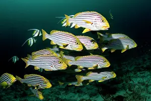 Sweetlips: Oriental Sweetlips