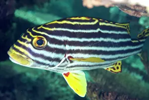 Sipadan: Oriental Sweetlips
