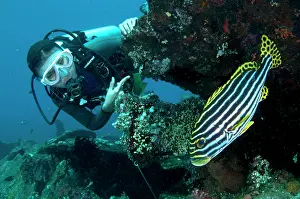 Sweetlips: Oriental Sweetlips