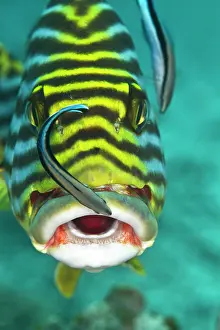 Operation: Oriental Sweetlips - being cleaned by two Cleaner