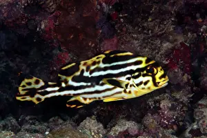 Sweetlips: Oriental Sweetlips - juvenile