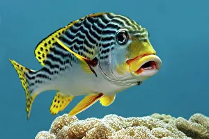 Sweetlips: Oriental sweetlips (Plectorhinchus vittatus), Great