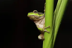 70617: Oriental tree frog - on reed stem - Romania