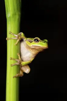 Orientalis: Oriental tree frog - on reed stem - Romania