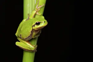 Orientalis: Oriental tree frog - on reed stem - Romania