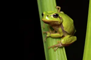 Orientalis: Oriental tree frog - on reed stem - Romania