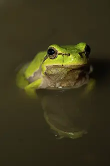 Orientalis: Oriental tree frog - in shallow water - with reflection