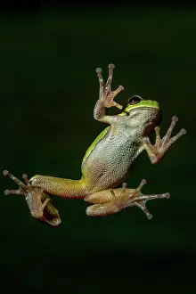 70617: Oriental tree frog - underside on window - Romania
