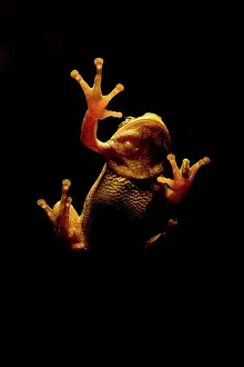 Orientalis: Oriental tree frog - underside on window - Romania