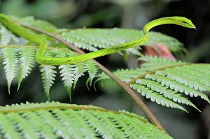 Prasina: Oriental Whip snake