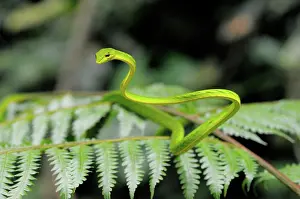 Prasina: Oriental Whip snake