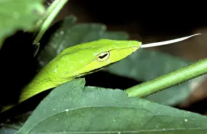 Prasina: Oriental Whip Snake
