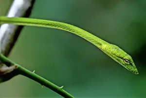 Prasina: Oriental Whipsnake