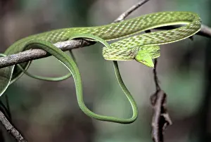 Prasina: Oriental Whipsnake